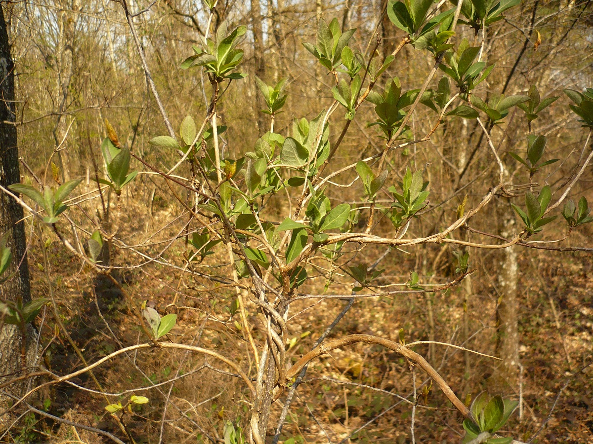 Lonicera periclymenum subsp. periclymenum (Caprifoliaceae)